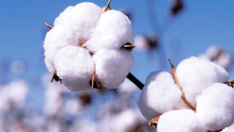 Cotton Price Unraveled: Weaving the Threads of Supply, Demand, and Global Market Influences