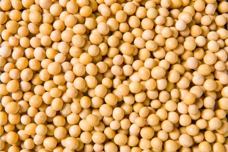 The Soybean Saga: Unveiling the Dynamics and Market Forces Behind Fluctuating Prices